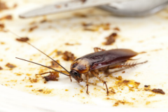 蟑螂的危害是什么？怎么有效的除蟑螂？