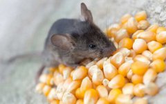 老鼠不吃东西能存活几天？了解三点习性很重要