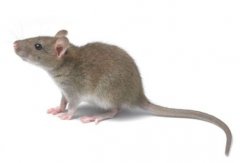 广州灭鼠公司解答家里有老鼠怎么办