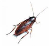 广州灭蟑螂公司讲解蟑螂的四种危害