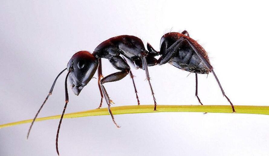 广州家庭灭蚂蚁公司是如何灭除家庭蚂蚁的
