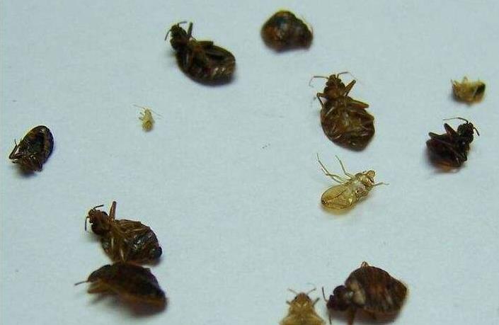 广州灭虫公司分析臭虫的危害与防治方法