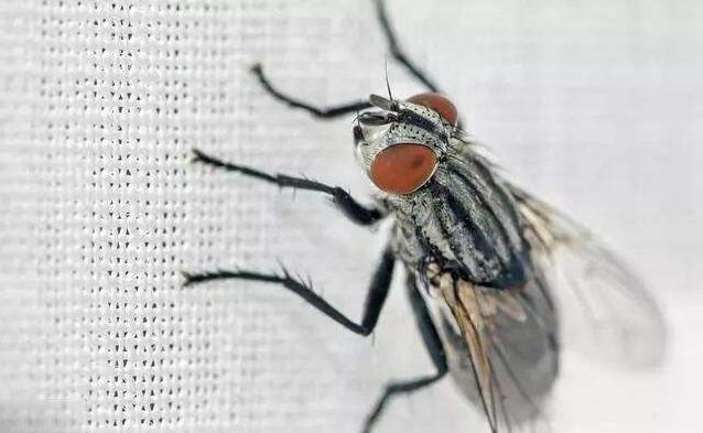广州除虫公司警惕夏天来临苍蝇泛滥