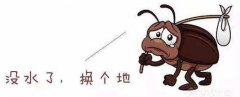 广州除虫公司总结蟑螂的危害