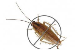 专业消杀公司的灭蟑螂的有效的方法有哪些？