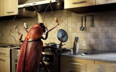  灭四害公司提醒灭蟑螂的注意事项有哪些？