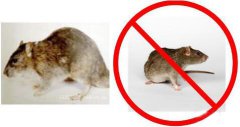 杀虫灭鼠公司分享：如何提高粘鼠板的捕鼠效果